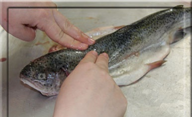 
از انتهای ابشش انگشت دست تان را زیر استخوان ماهی قرار دهید و ارام و با دقت تا دم ماهی بکشید.