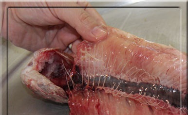 
از انتهای ابشش انگشت دست تان را زیر استخوان ماهی قرار دهید و ارام و با دقت تا دم ماهی بکشید.