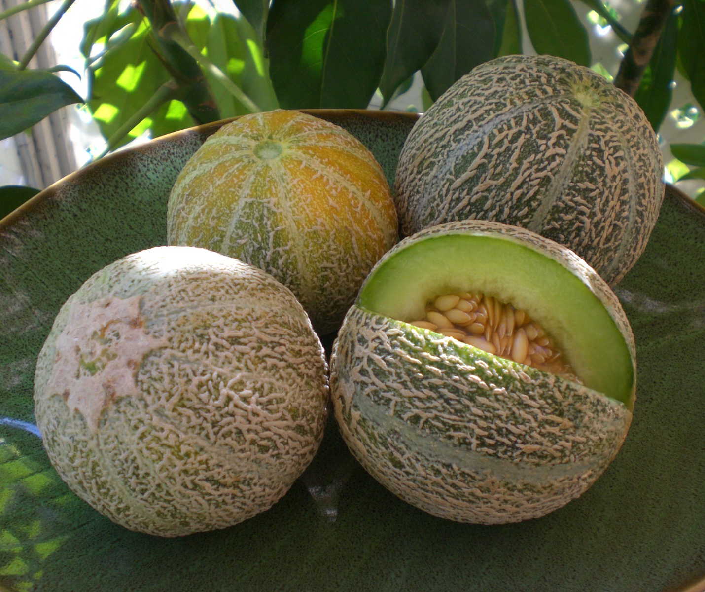 طالبی میوه ای که در سحری باید بخوریم